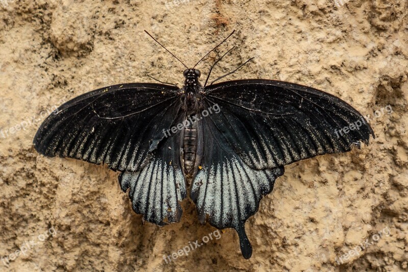 Benalmádena Mariposario Benalmádena Malaga Spain Butterfly