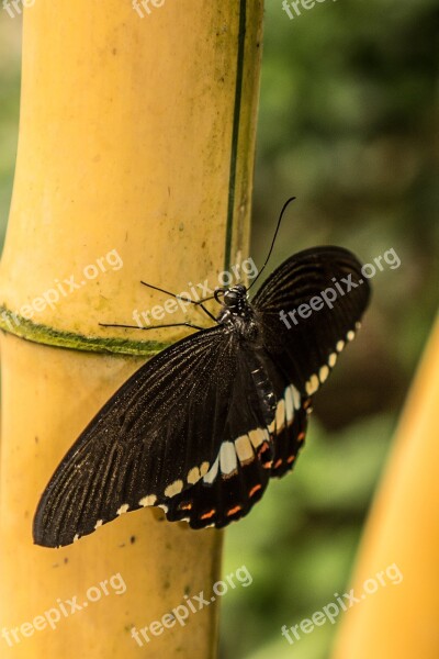 Benalmádena Mariposario Benalmádena Malaga Spain Butterfly