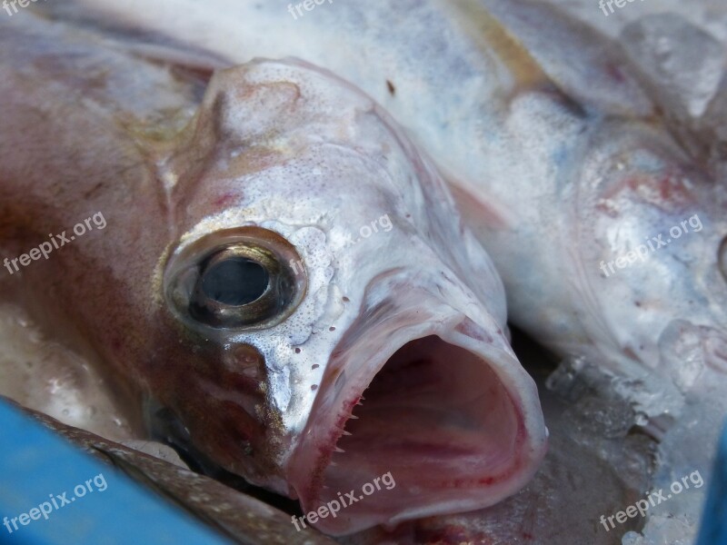 Fish Whiting Food Fresh Fish Maira