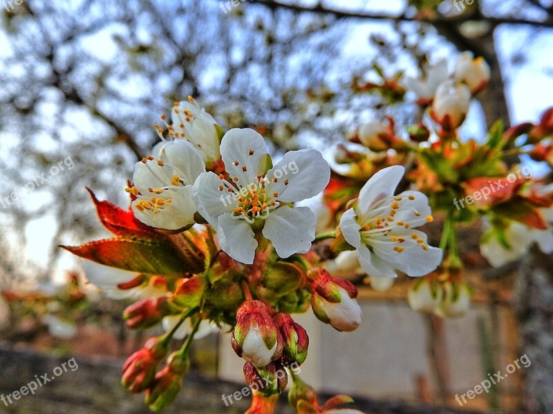 Cherry Blossoms Flowers Flowering Twig Free Photos