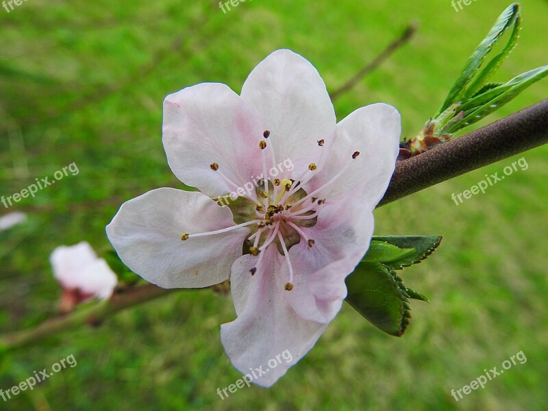 Peach Blossom Blossom Bloom Peach Tree Blossom