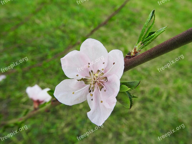 Peach Blossom Blossom Bloom Peach Tree Blossom