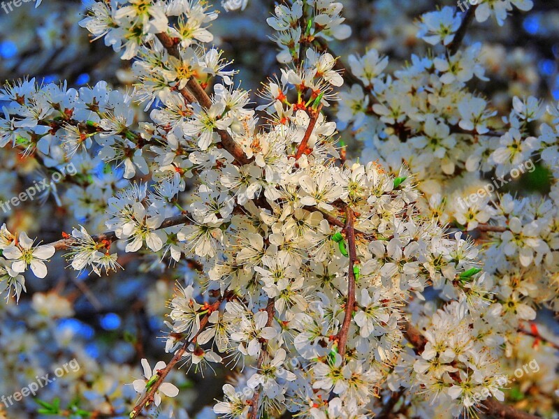 Wild Flowers White Flowers Close Up Blossom Bloom