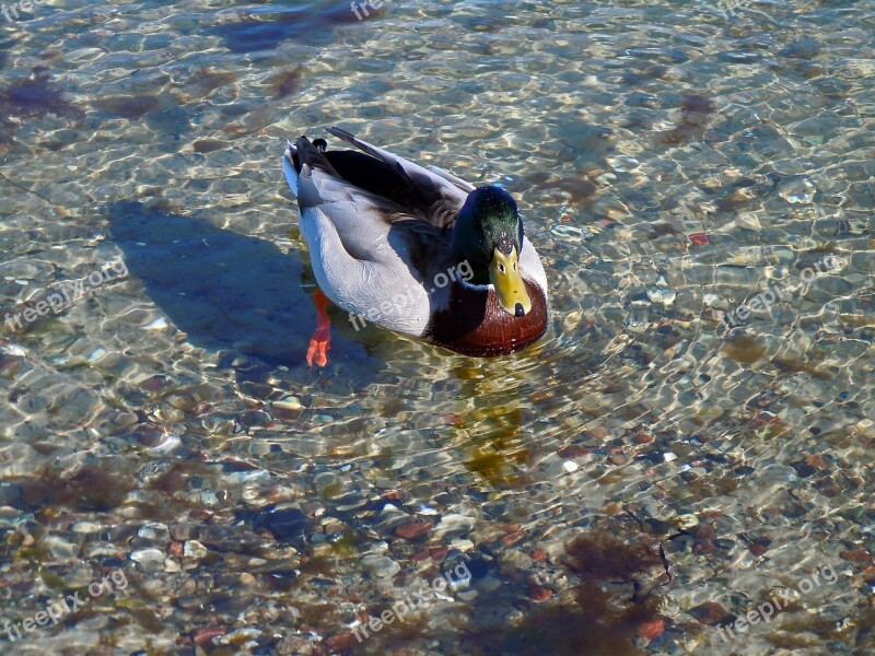 Duck Drake Water Bird Free Photos