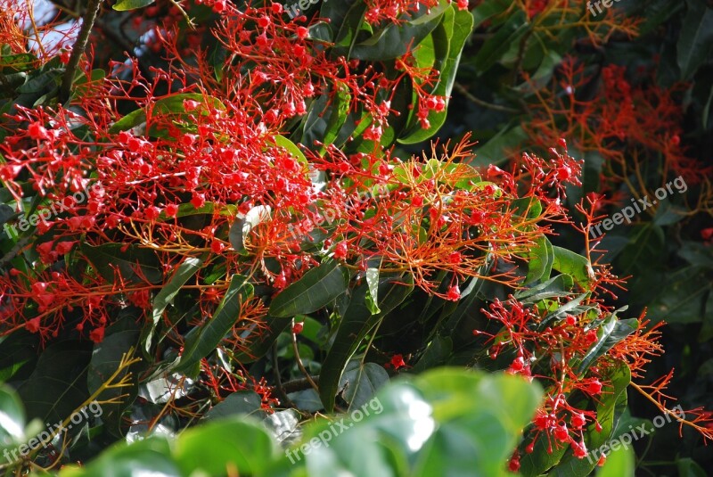 Flame Tree Australian Flowers Red Crimson