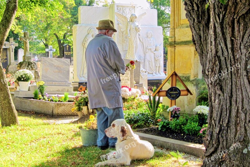 Cemetery Dog Woodland Cemetery Graves Animals