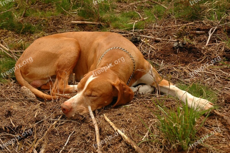 Hunting Dog Nature Animal Pet Sleeping