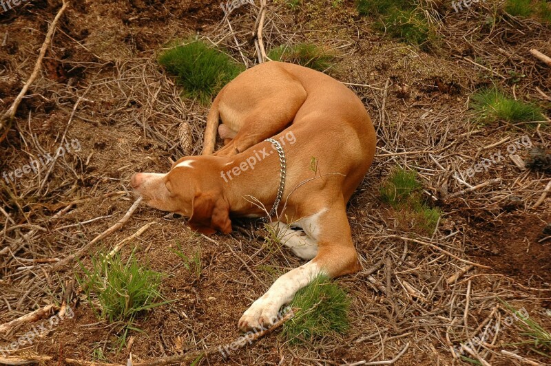 Hunting Dog Nature Animal Pet Sleeping