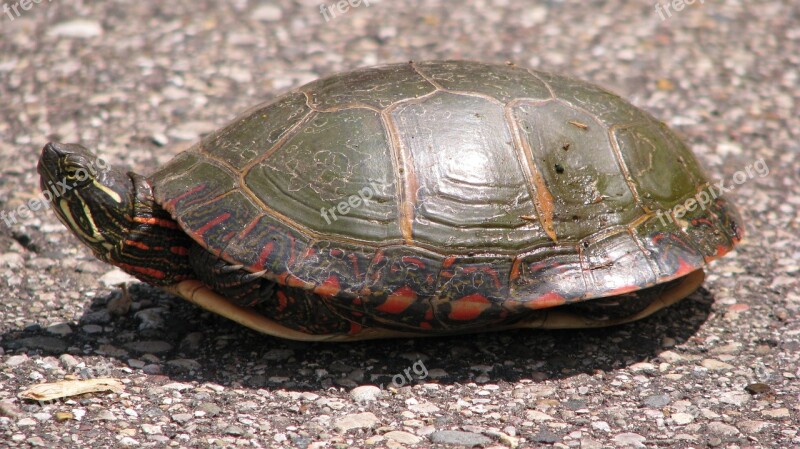 Painted Turtle Turtle Shell Free Photos