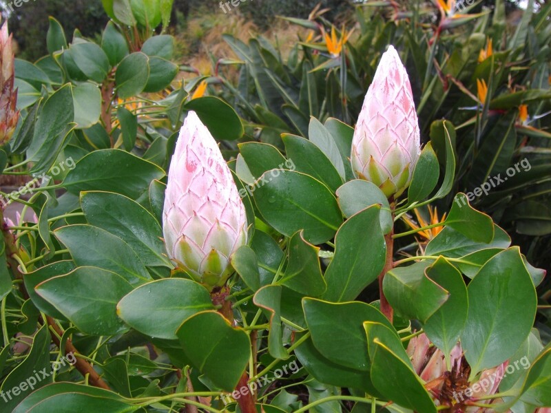 Canary Flower Pods Free Photos