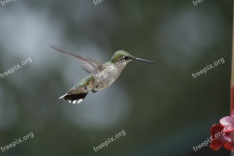 Hummingbird Nature Ornithology Wing Birds Flying