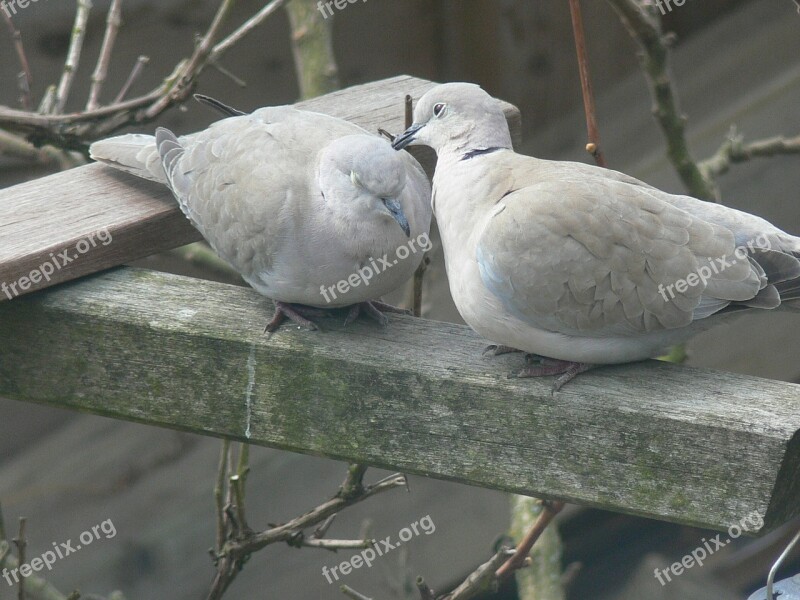 Pigeons Love Of Course Free Photos