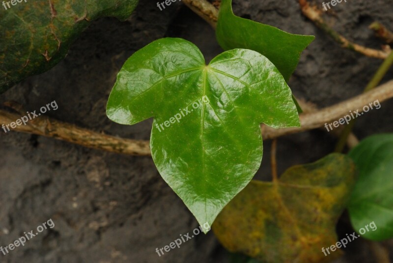 Bright Leaf Nature Green Leaves Green Leaves