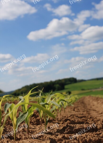 Cornfield Corn Clouds Field Agriculture