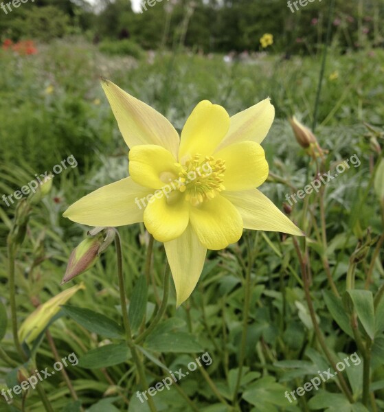 Aquilegia Columbine Yellow Blossom Bloom