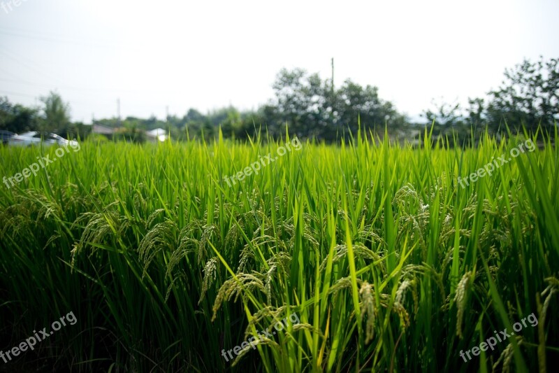 Rice Paddies Sulawesi Ch Free Photos