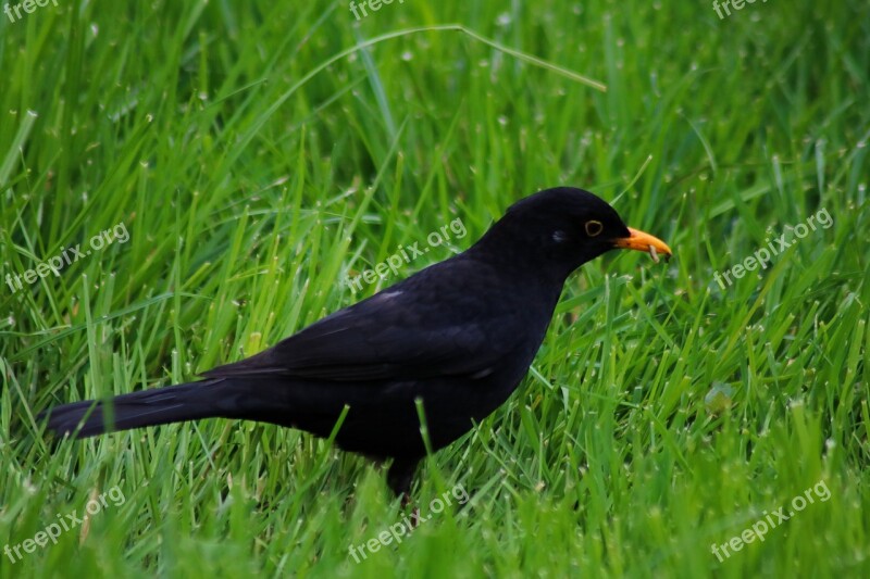 Bird Blackbird True Animal Grass