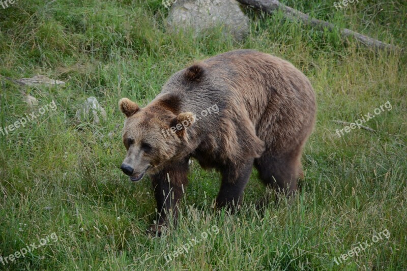 Bear Summer Borås Zoo Free Photos