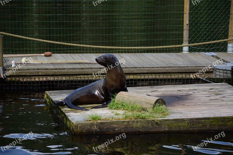 Seal Lake Borås Zoo Free Photos