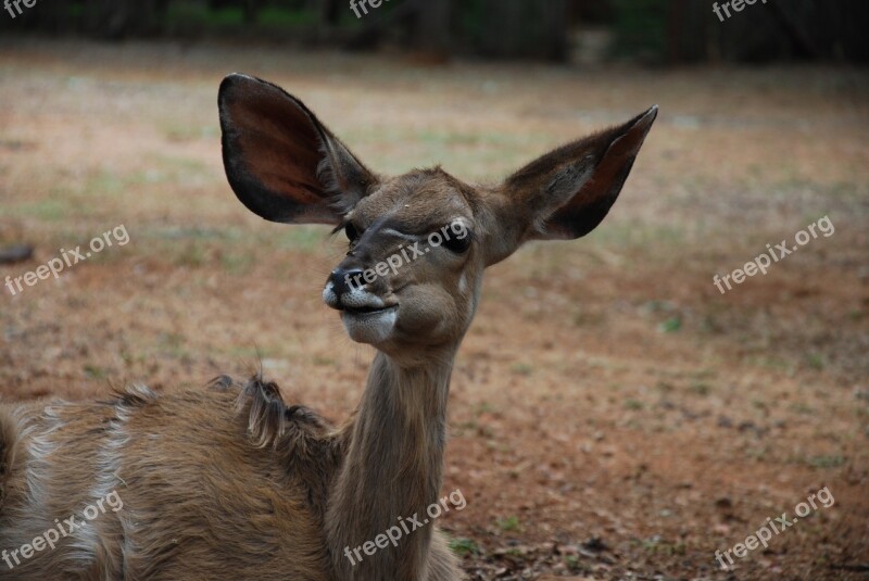 Kudu Young Animal Wildlife South Africa