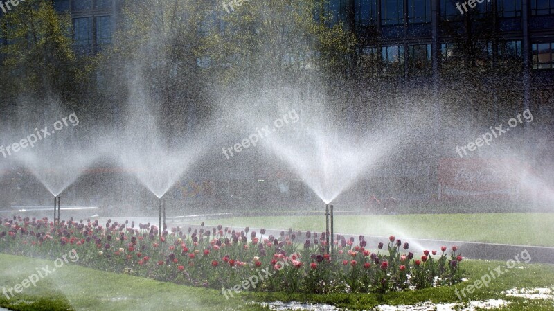 Flowers Plant Irrigation Spring Nature