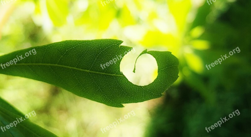 Leaf Hole Leaves Green Spiral