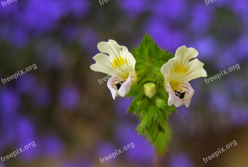 Flower White Skylight Meadow Macro Euphrasia Rostkoviana