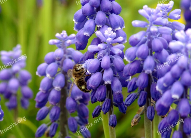 Bee Pollinate Pollen Honey Flowering