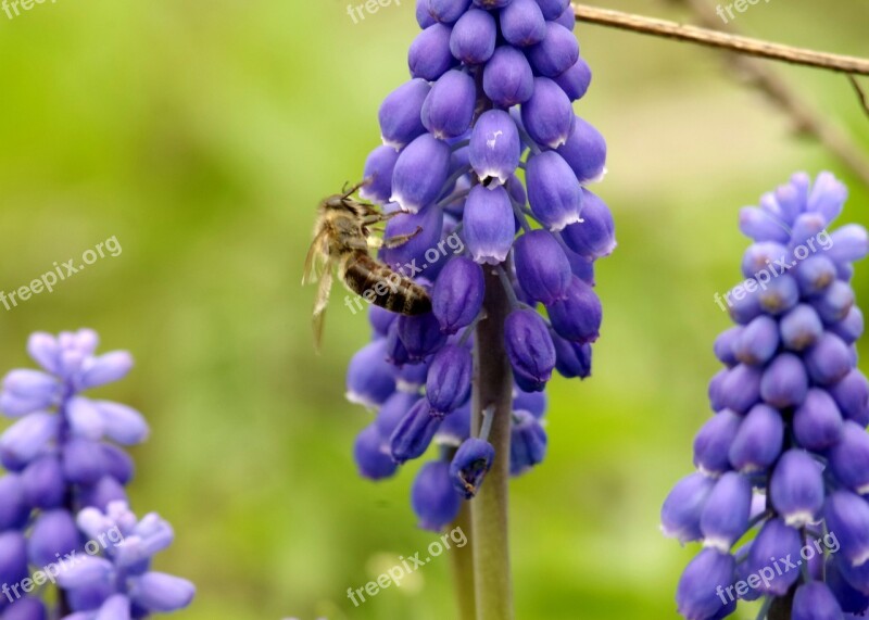 Bee Pollinate Pollen Honey Flowering