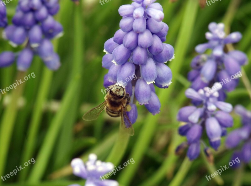 Bee Pollinate Pollen Honey Flowering