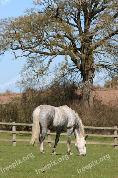 Horse Field Tree White Animal