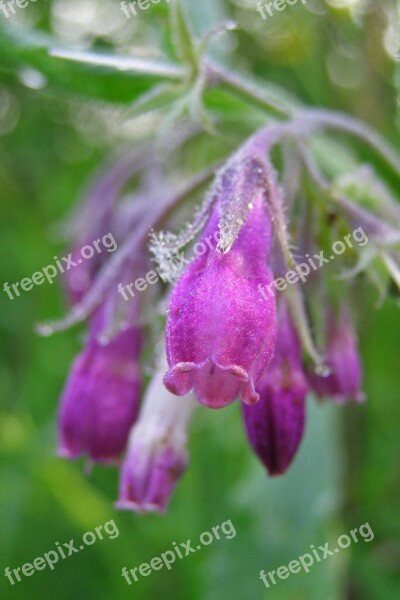 Flower Comfrey Pink Macro A Medicinal Plant