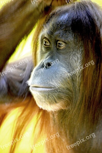 Orang Utan Monkey Forest Human Borneo Island Borneo