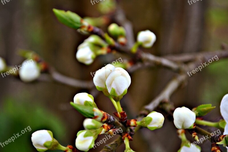 Blossoms Blossom Buds White Blossoms Flower Buds Spring