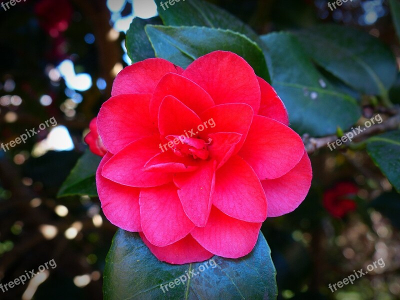 Camellia Flower Blossom Bloom Red