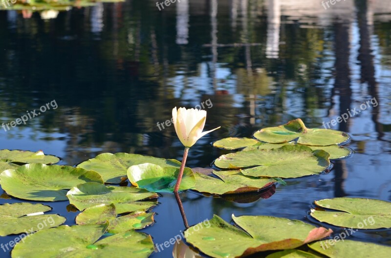 Lily Pad Water Reflection Lily Pond