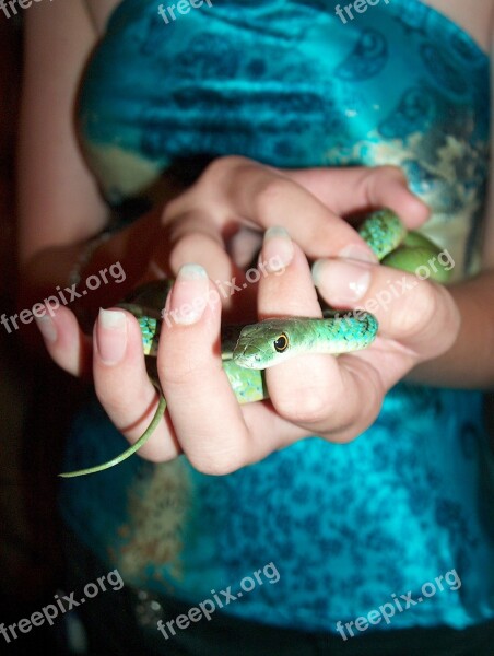 Snake Hands Girl Wildlife Wild