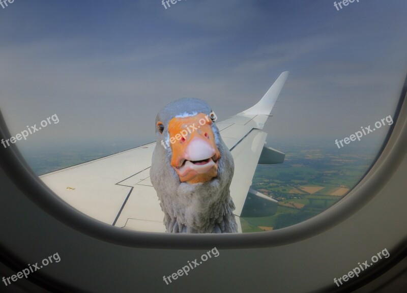 Aircraft Duck Window Remix Aircraft Window