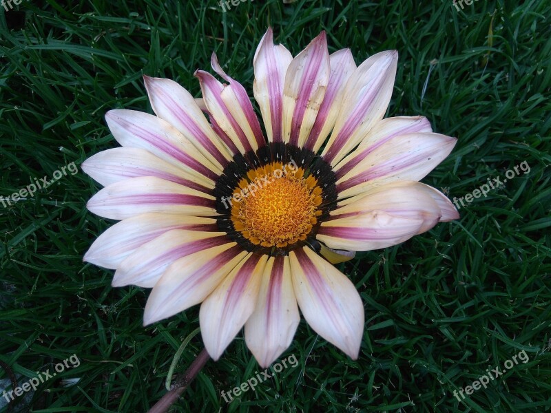 Flower Gazania Nature Earth Day Asteraceae