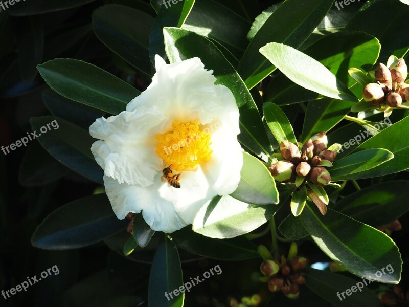 Bee Flower Nectar Wasp Fried-egg Flower