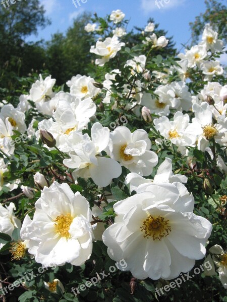 Midsummer Roses White Roses Summer Midsummer The Height Of Summer Celebration