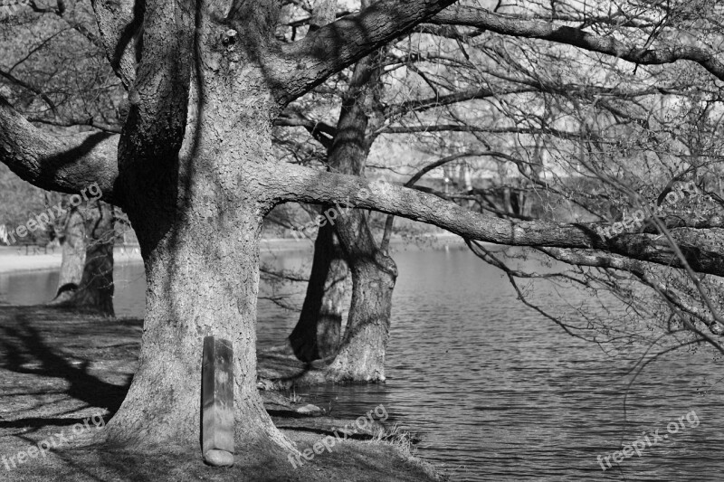 Summer Trees By The Lake B W Photo Lake Trees