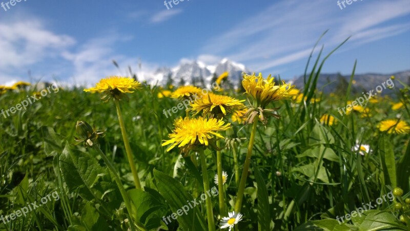 Sun Summer Meadow Nature Blossom