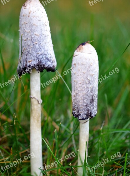 Mushroom Grass Nature Season Fungus