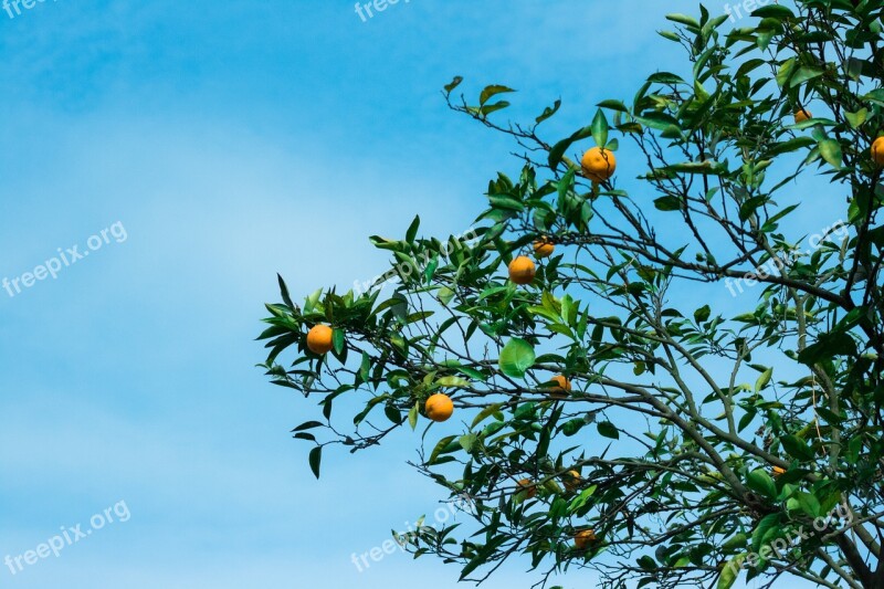 Orange Tree Blue Sky Natural Free Photos