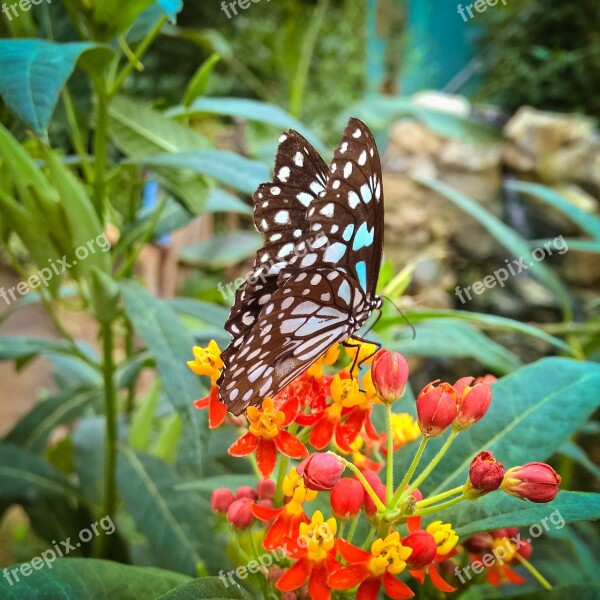 Butterfly Flowers Insect Nature Summer