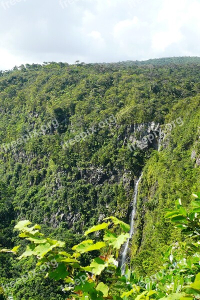 Forest Mauritius Trees East Africa Landscape