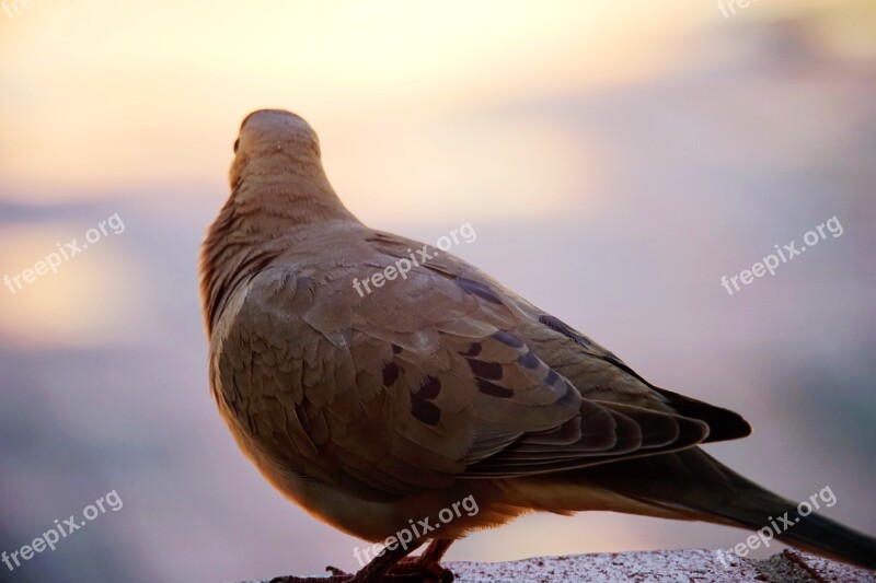 Birds Gray Dove Pigeon Fauna Sunset