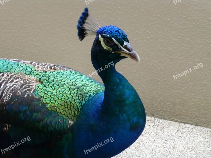 Peacock Bird Egret Blue Bird Fauna