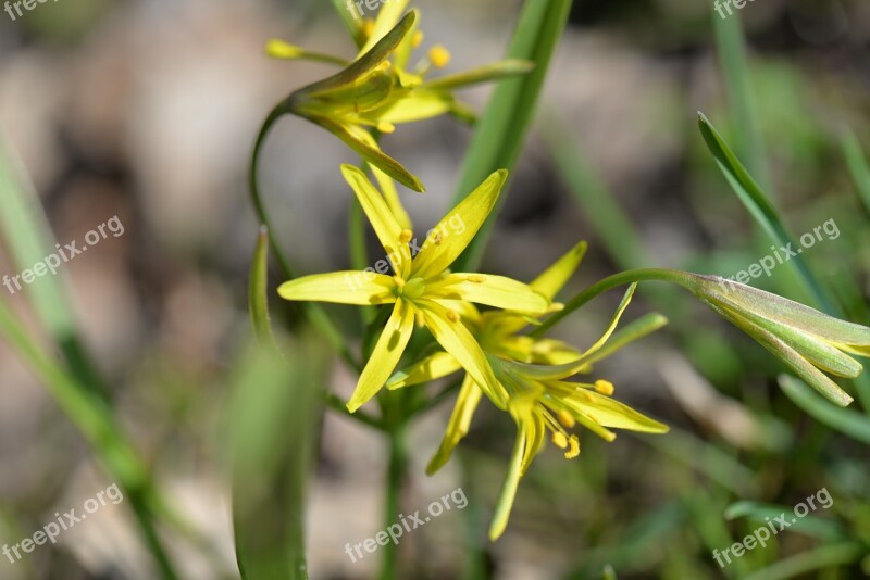 Grassland Plants Including Breaking Yellow Spring Flower